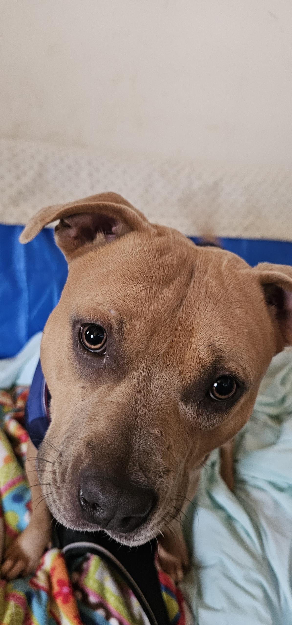 Enlarge Max, a Adoptable Staffordshire Bull Terrier in Bristol, VT image 2/6