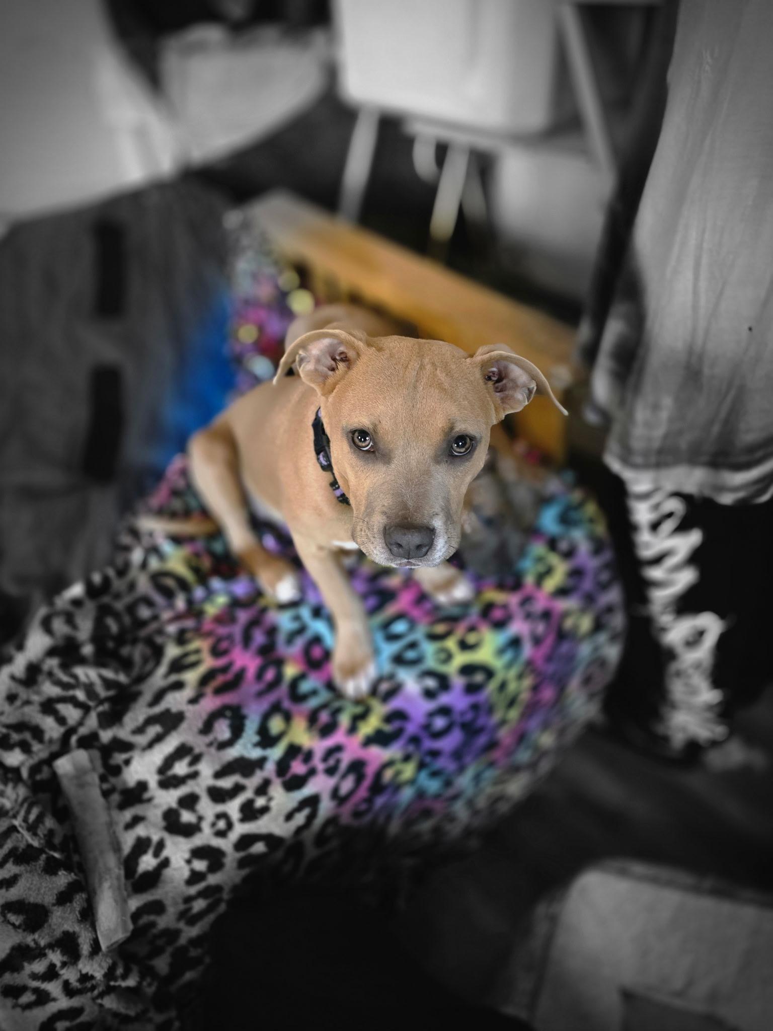 Enlarge Max, a Adoptable Staffordshire Bull Terrier in Bristol, VT image 3/6