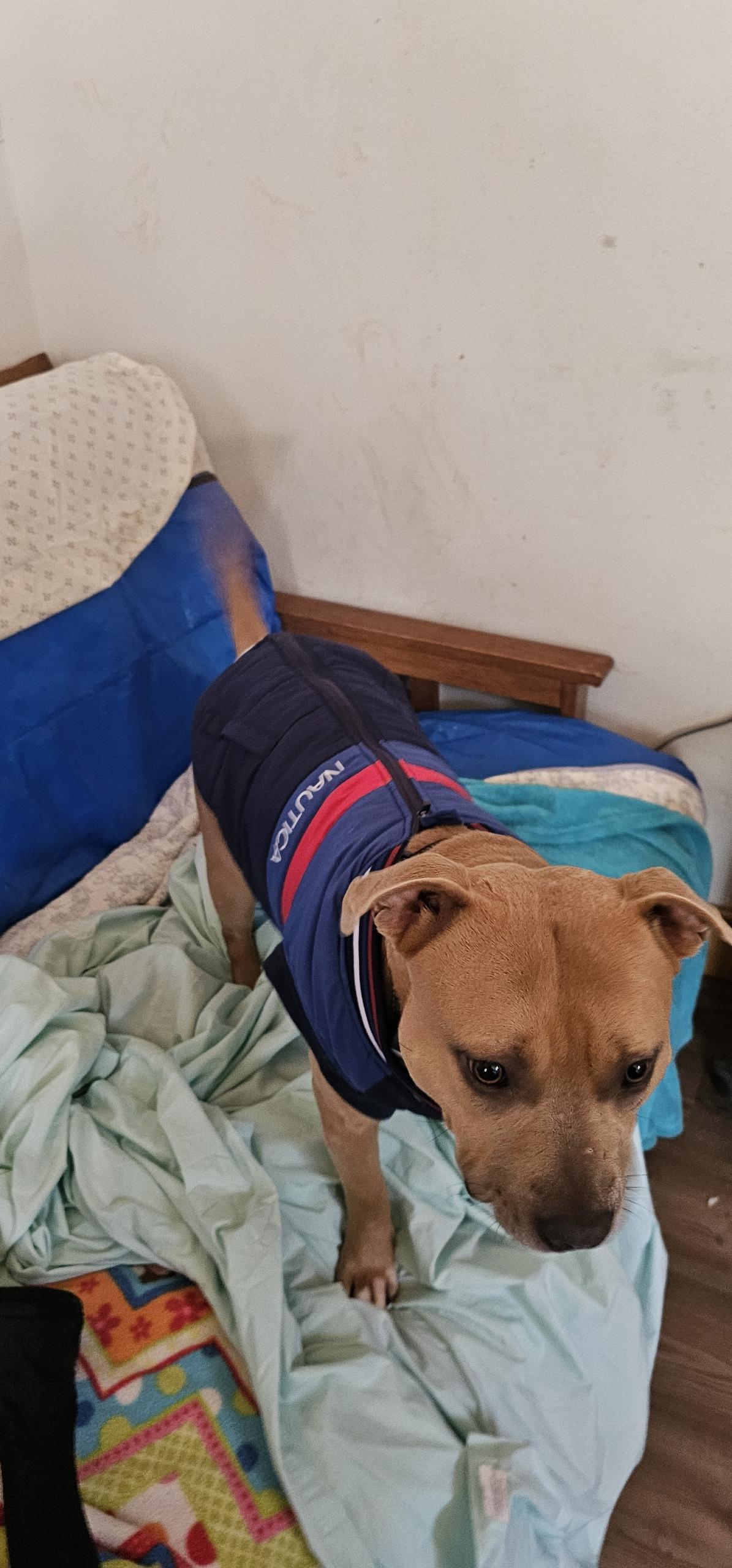 Enlarge Max, a Adoptable Staffordshire Bull Terrier in Bristol, VT image 4/6