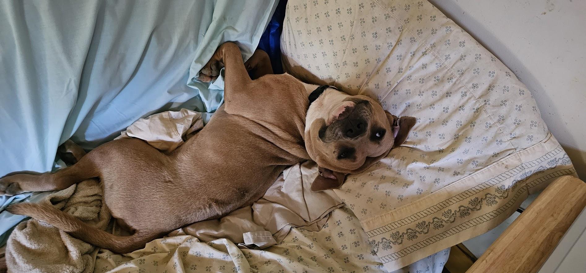 Enlarge Max, a Adoptable Staffordshire Bull Terrier in Bristol, VT image 6/6