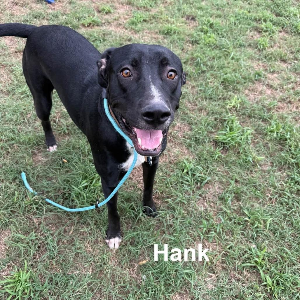 Hank, Adoptable, Adult Male Great Pyrenees & Black Labrador Retriever.