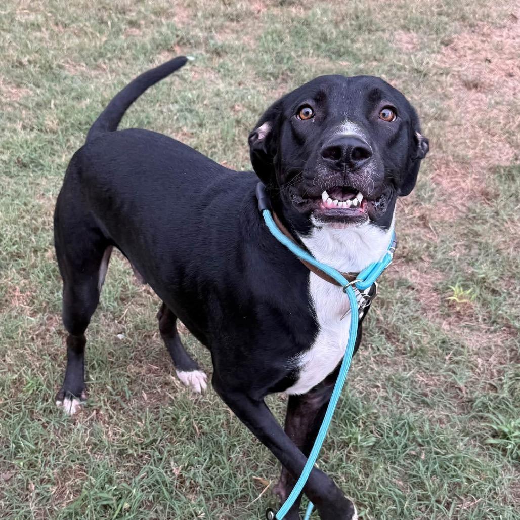 Enlarge Hank, a Adoptable mixed breed in Collinsville , OK image 3/3