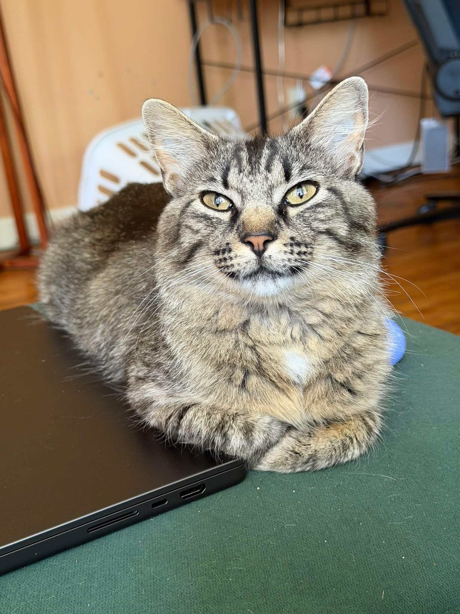 Madeline, Adoptable, Kitten Female Domestic Short Hair.