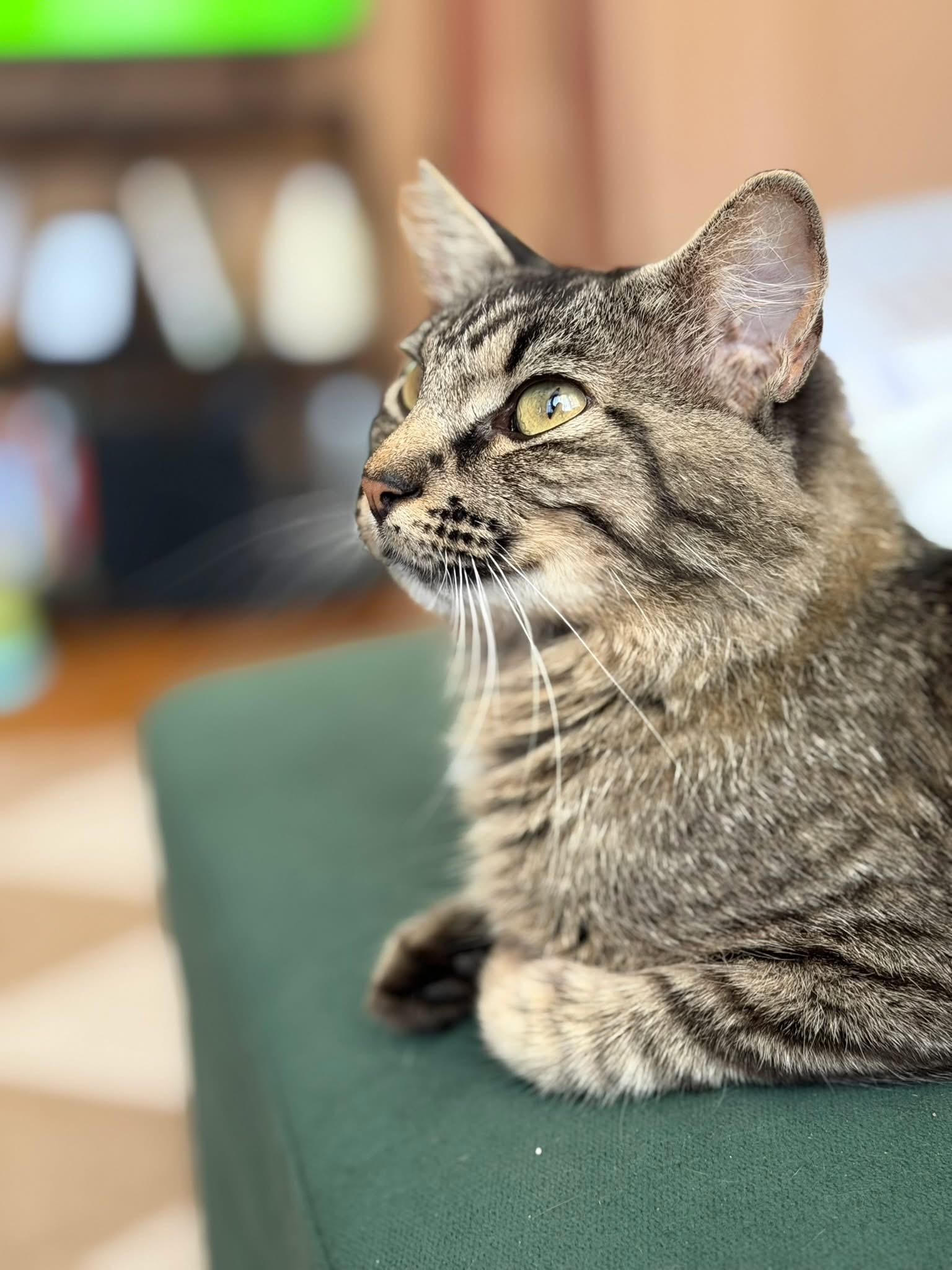 Enlarge Madeline, a Adoptable Domestic Short Hair in Manhattan, KS image 2/5