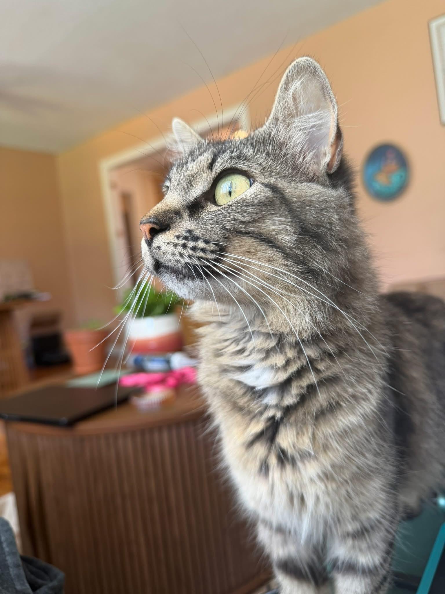 Enlarge Madeline, a Adoptable Domestic Short Hair in Manhattan, KS image 3/5
