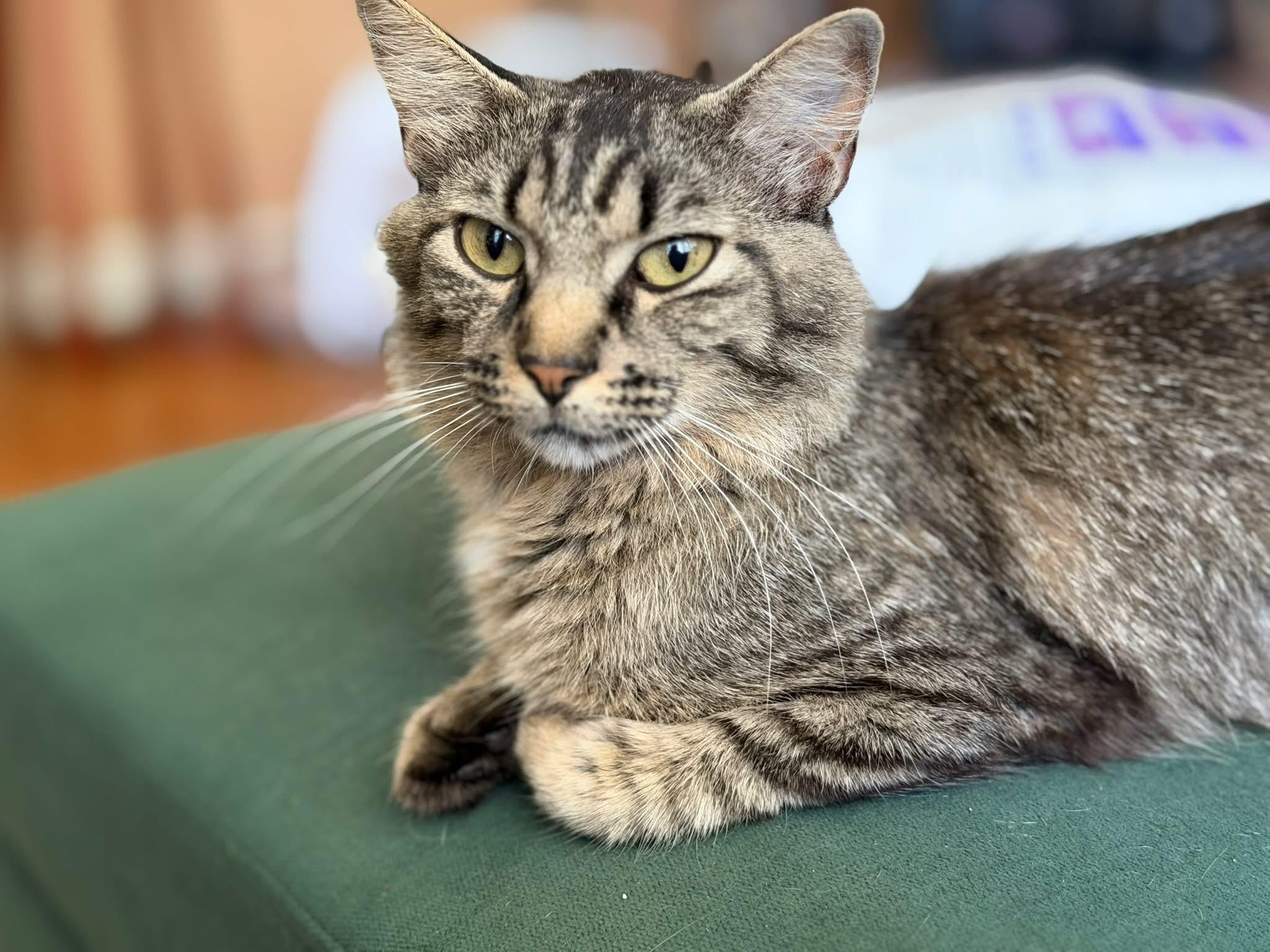 Enlarge Madeline, a Adoptable Domestic Short Hair in Manhattan, KS image 4/5