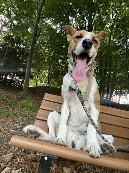 Bates - Available in Foster, Adoptable, Adult Male Terrier & Mixed Breed.