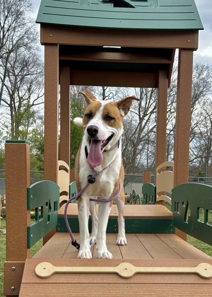 Bates - Available in Foster, Adoptable, Adult Male Terrier & Mixed Breed.