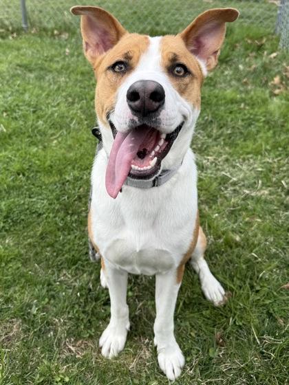 Enlarge Bates - Available in Foster, a Adoptable mixed breed in Madison, NJ image 2/3
