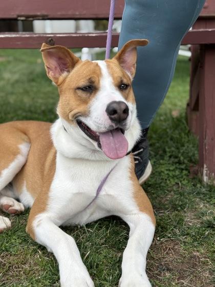 Enlarge Bates - Available in Foster, a Adoptable mixed breed in Madison, NJ image 2/3