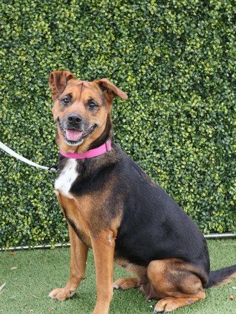MAYA, Adoptable, Senior Female German Shepherd Dog & Siberian Husky.
