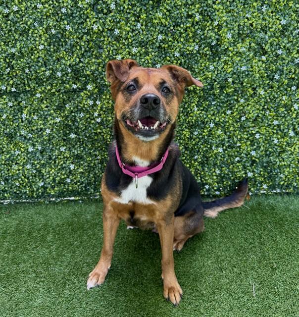 Enlarge MAYA, a Adoptable mixed breed in Naples, FL image 1/1