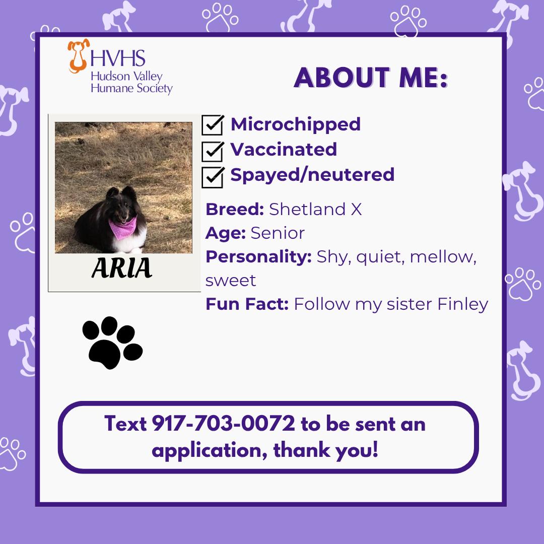 Enlarge ARIA, a Adoptable Shetland Sheepdog / Sheltie in Pomona, NY image 2/2