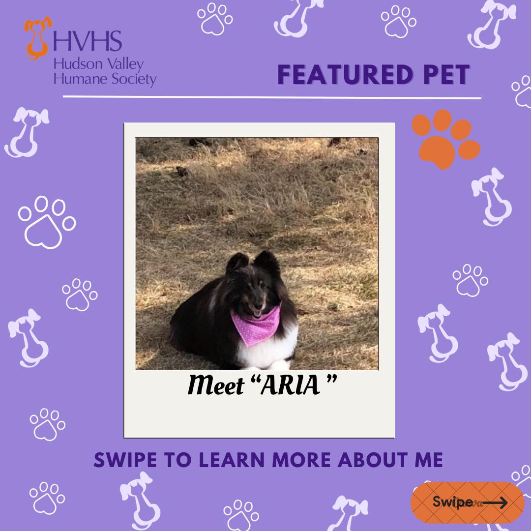 ARIA, Adoptable, Senior Female Shetland Sheepdog / Sheltie.