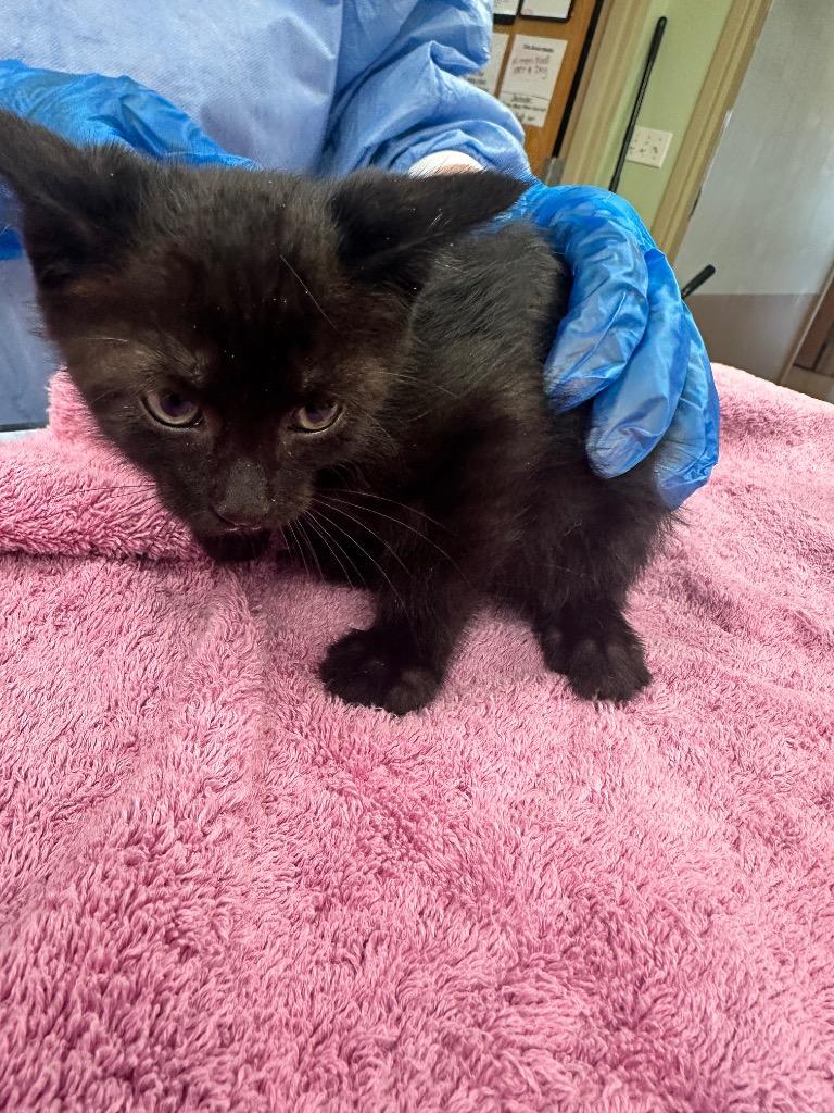 Mind Flayer, Adoptable, Kitten Female Domestic Short Hair.