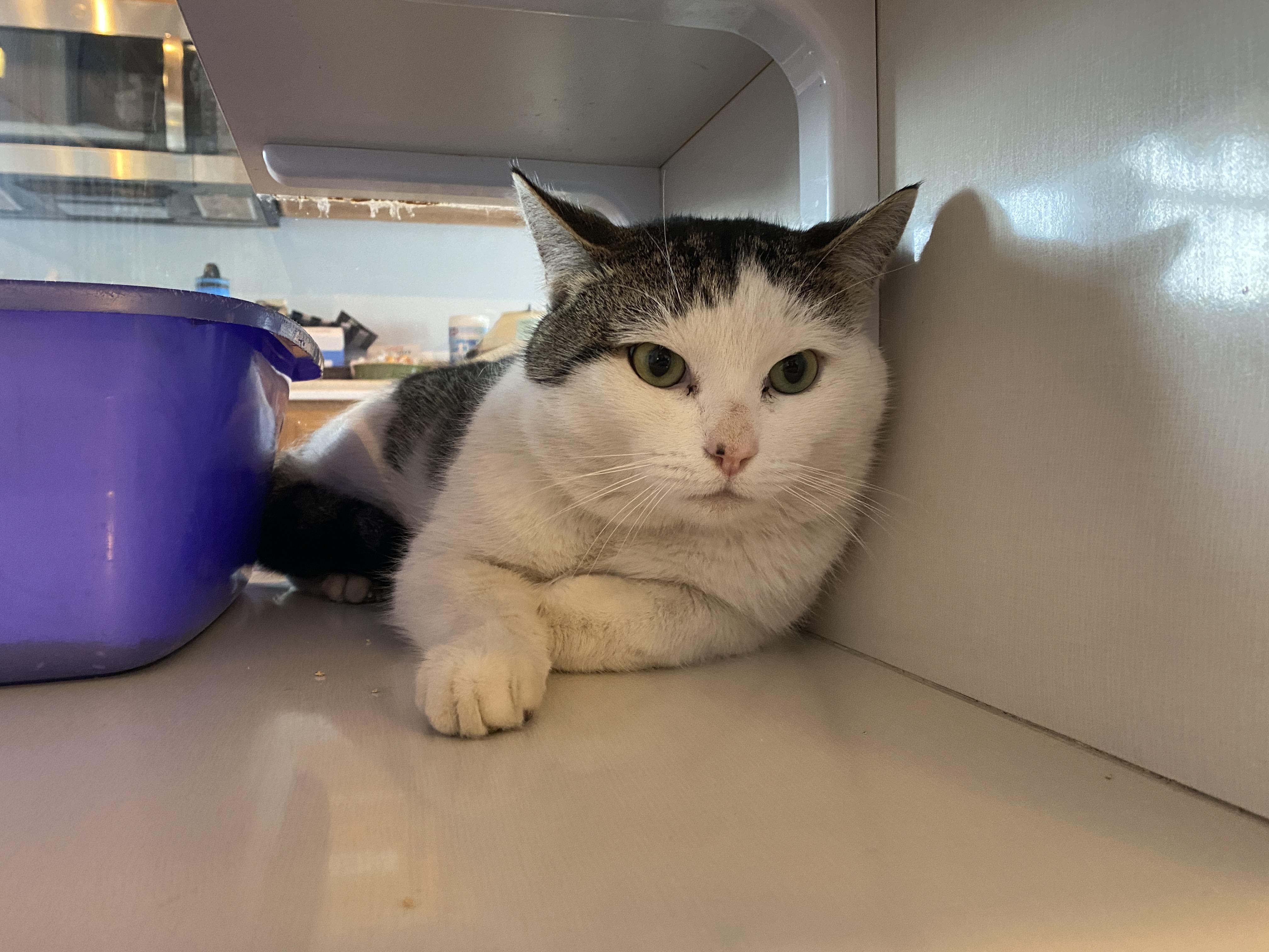 Charles , a ADOPTABLE Domestic Short Hair in Salisbury, MA image 2/3