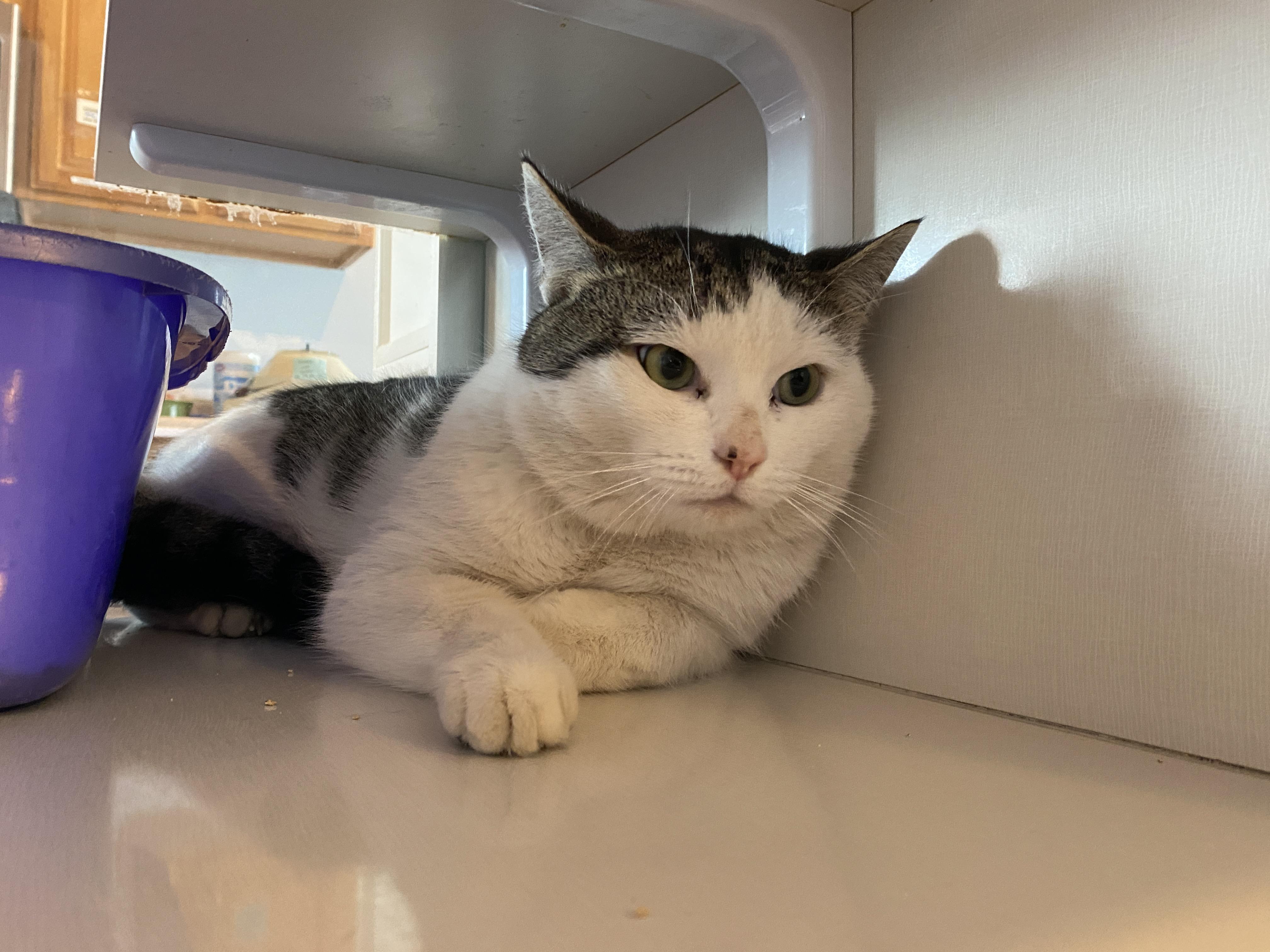 Charles , ADOPTABLE, Adult Male Domestic Short Hair.