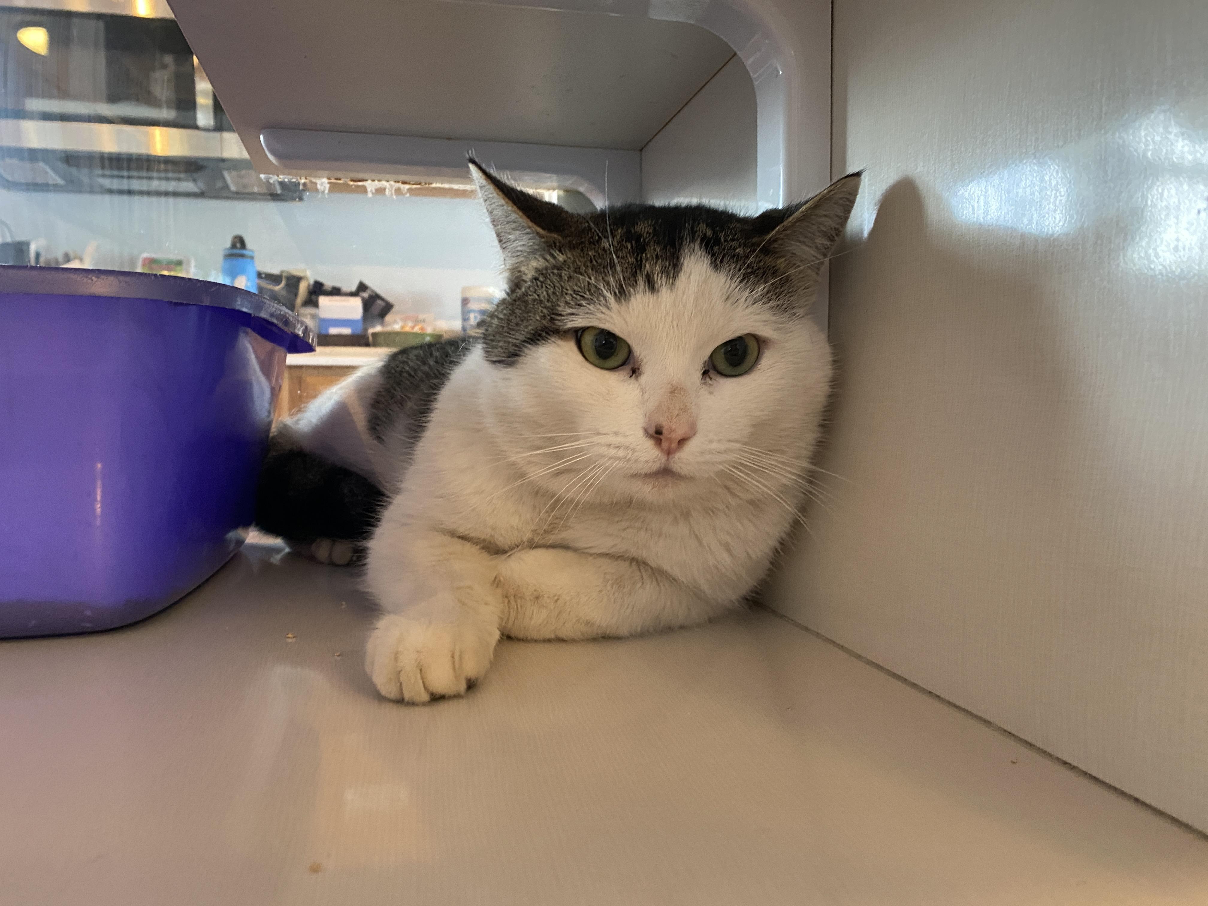 Charles , a ADOPTABLE Domestic Short Hair in Salisbury, MA image 3/3