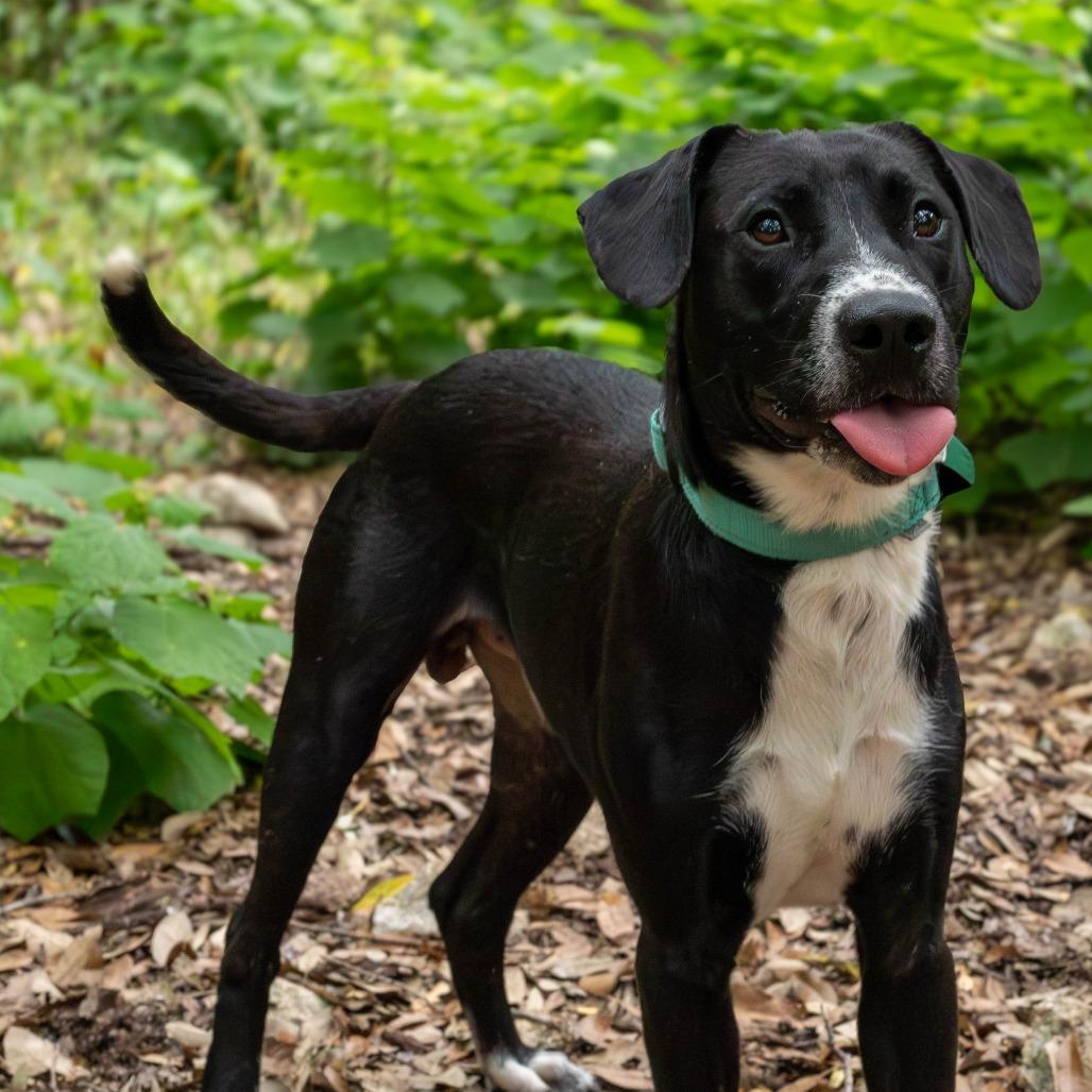 Rick, Adoptable, Adult Male Black Labrador Retriever & Border Collie.