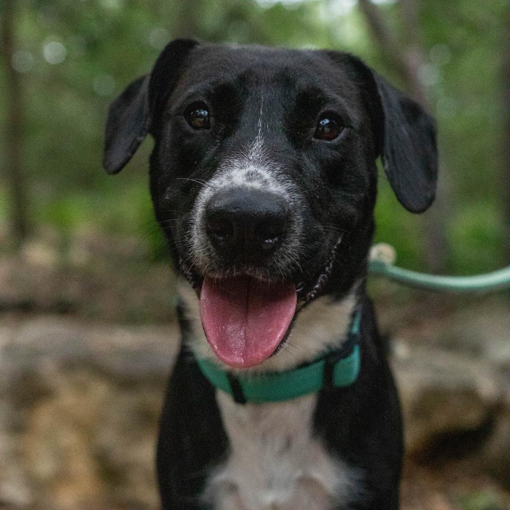 Rick, a Adoptable mixed breed in Rochester, MN image 2/6