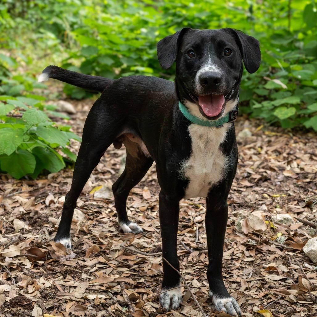 Rick, a Adoptable mixed breed in Rochester, MN image 3/6