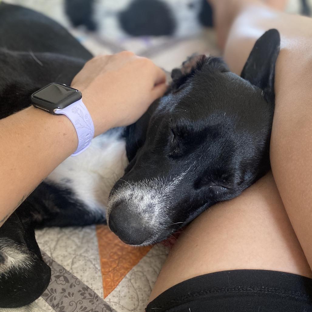 Rick, a Adoptable mixed breed in Rochester, MN image 4/6