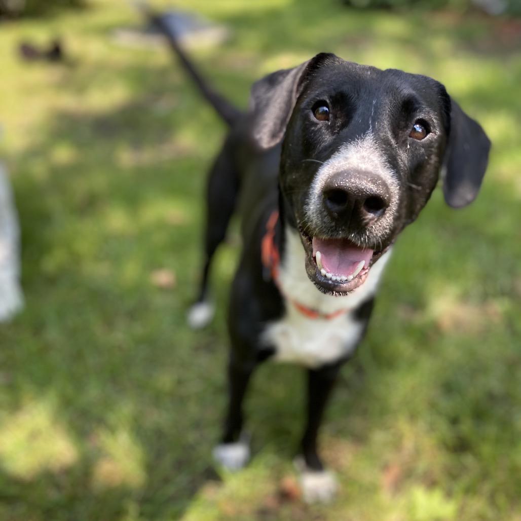 Rick, a Adoptable mixed breed in Rochester, MN image 5/6