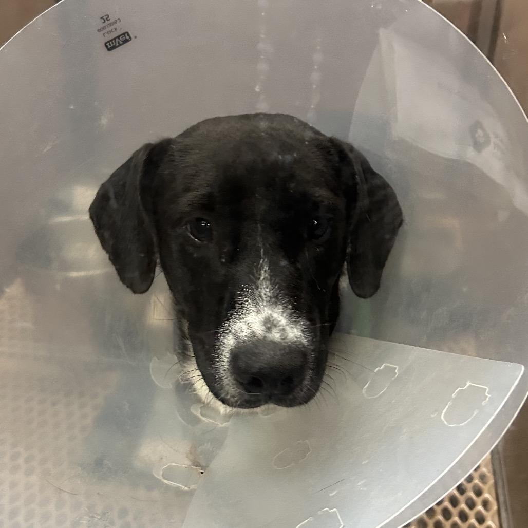 Rick, a Adoptable mixed breed in Rochester, MN image 6/6