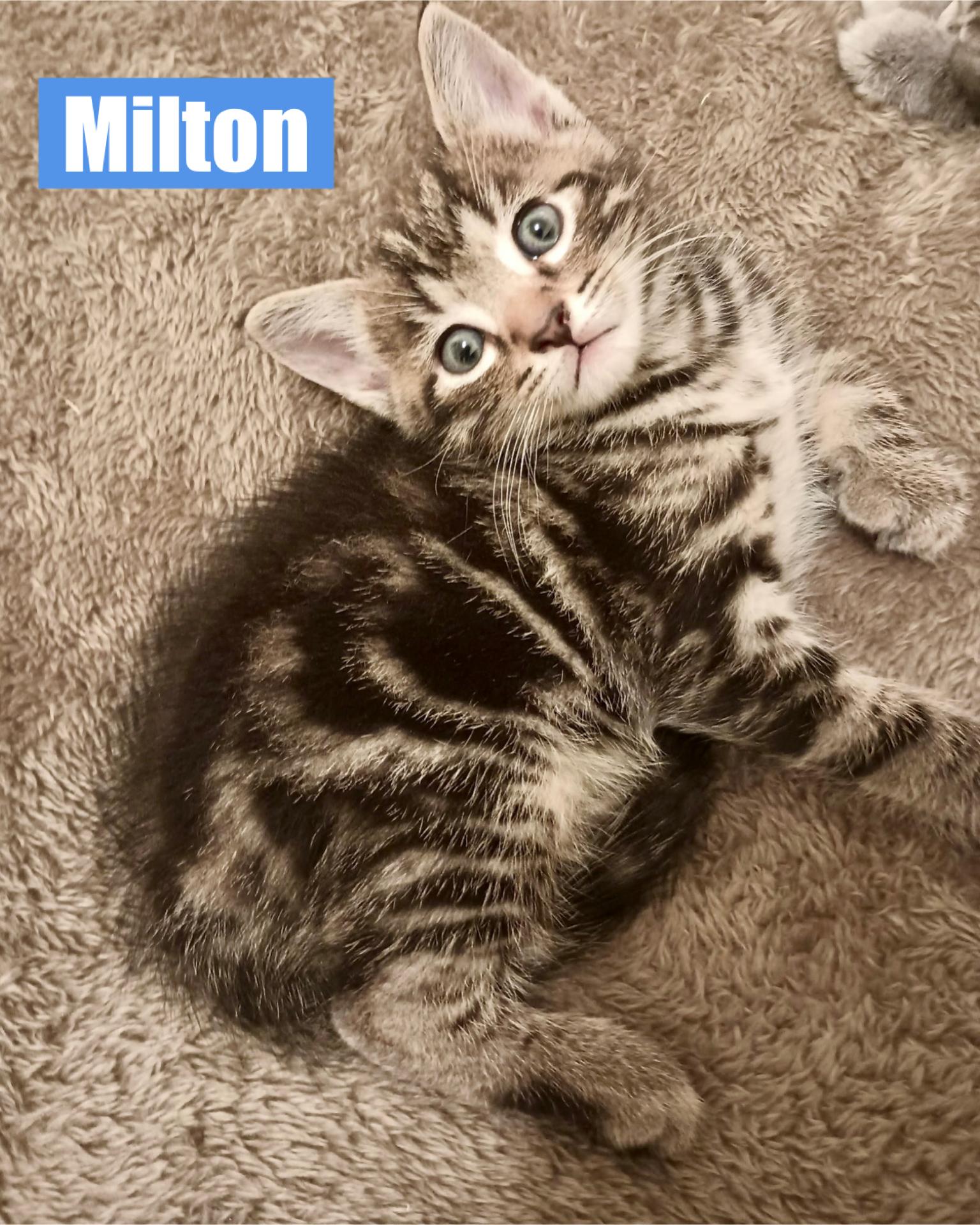 Milton, Baby Male unknown