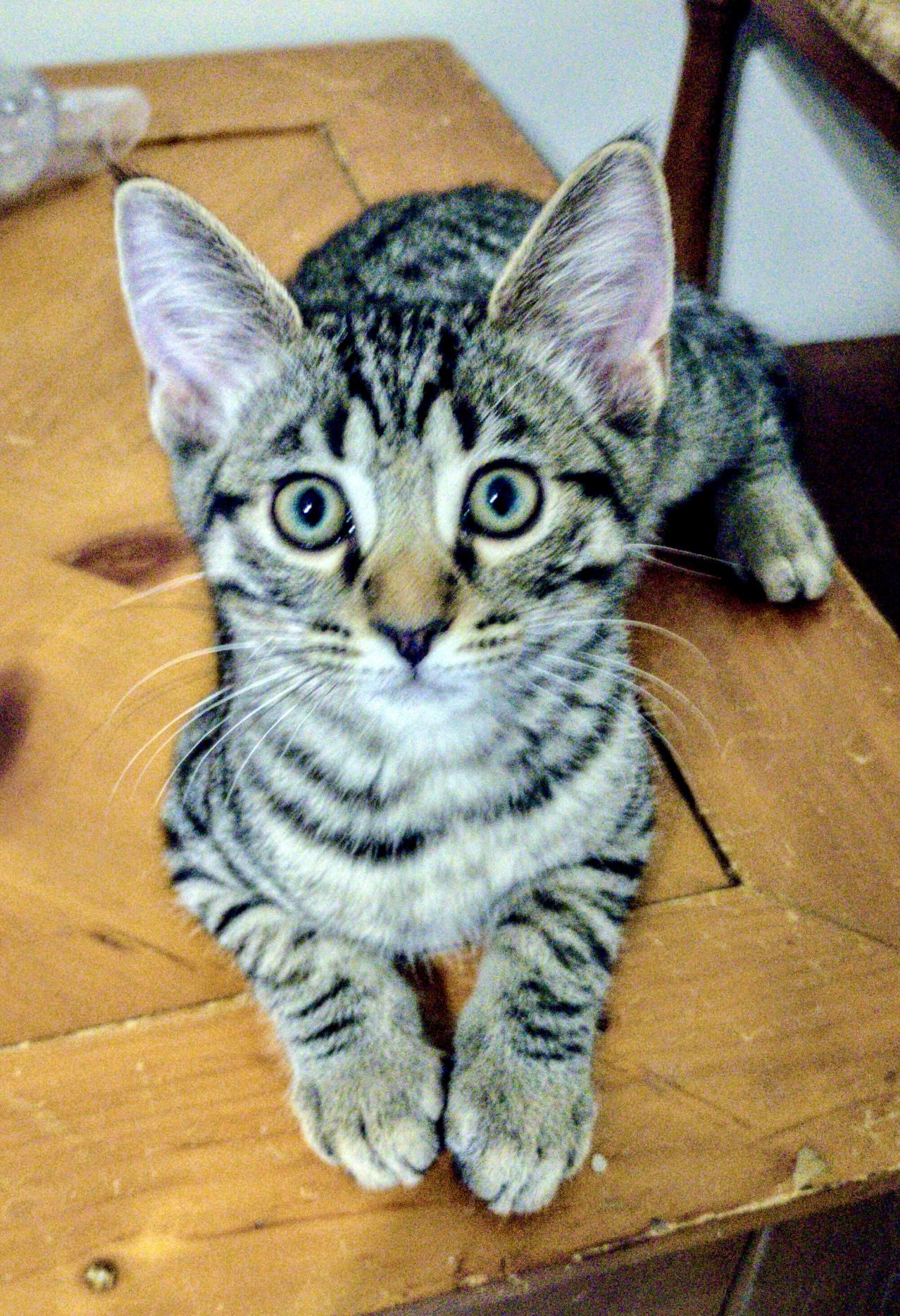 Enlarge Milton, a Adoptable Tabby in EAST PALATKA, FL image 1/1