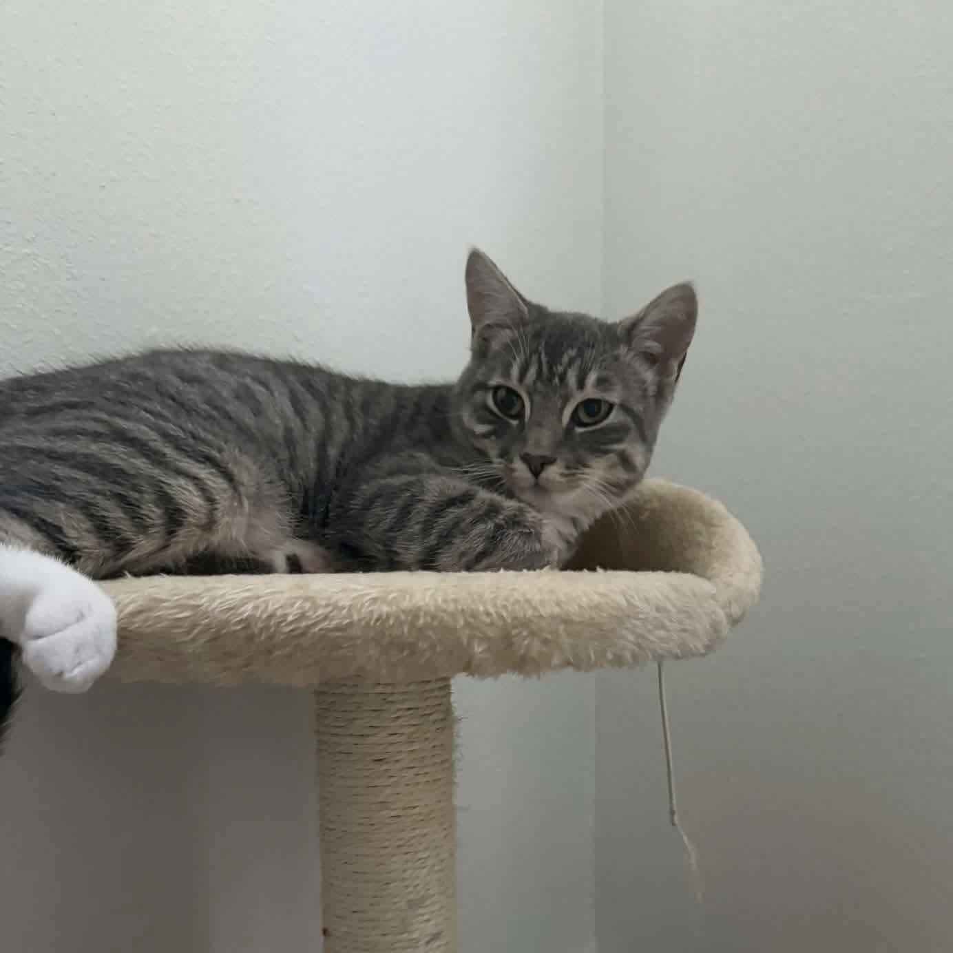 Hazel, Adoptable, Kitten Female Domestic Short Hair.