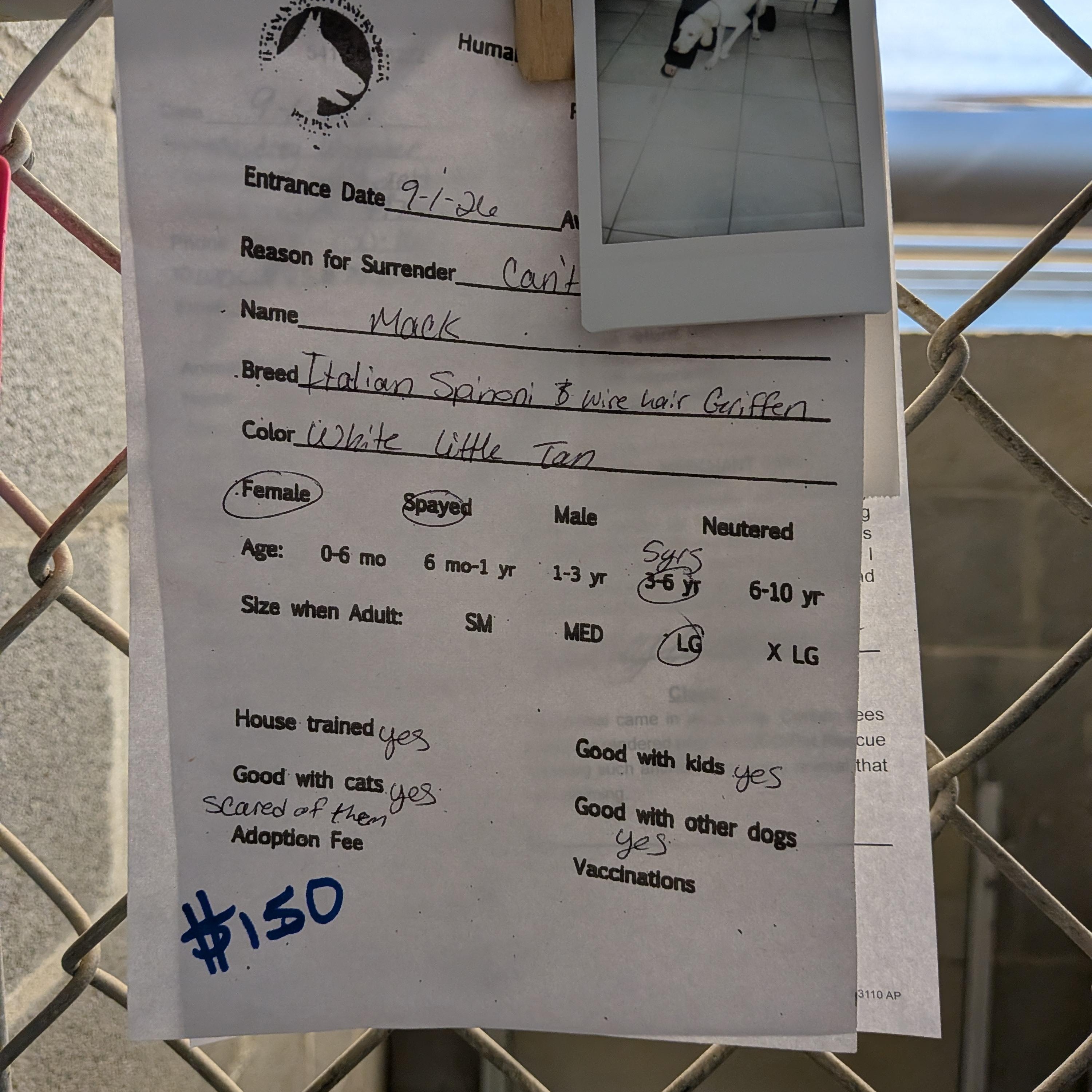 Enlarge Mack, a Adopted mixed breed in Hermiston, OR image 2/2