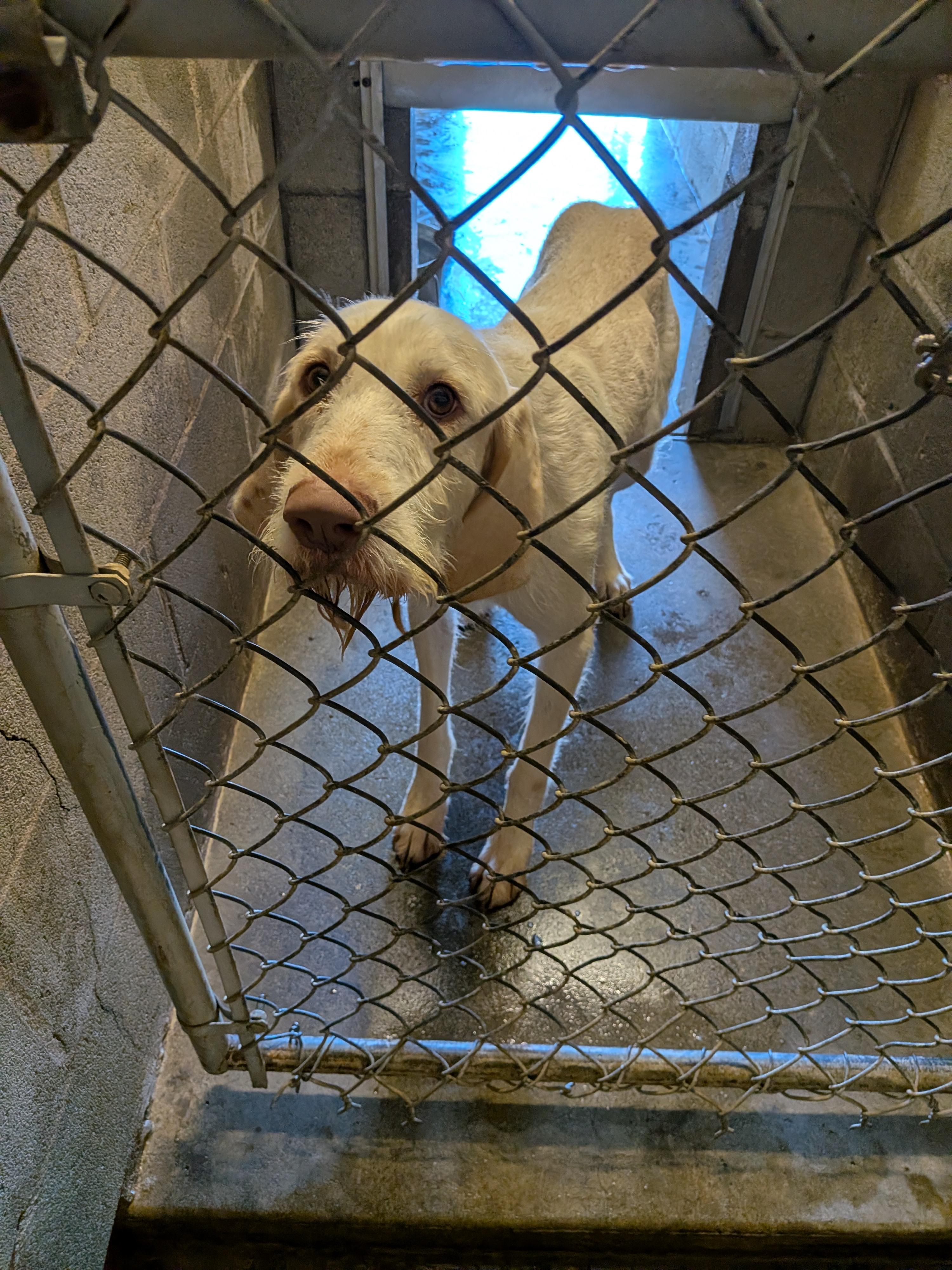 Enlarge Mack, a Adopted mixed breed in Hermiston, OR image 1/2