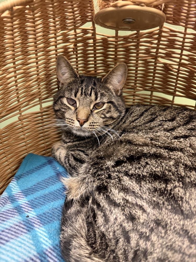 Dipper, Adoptable, Kitten Male Domestic Short Hair.