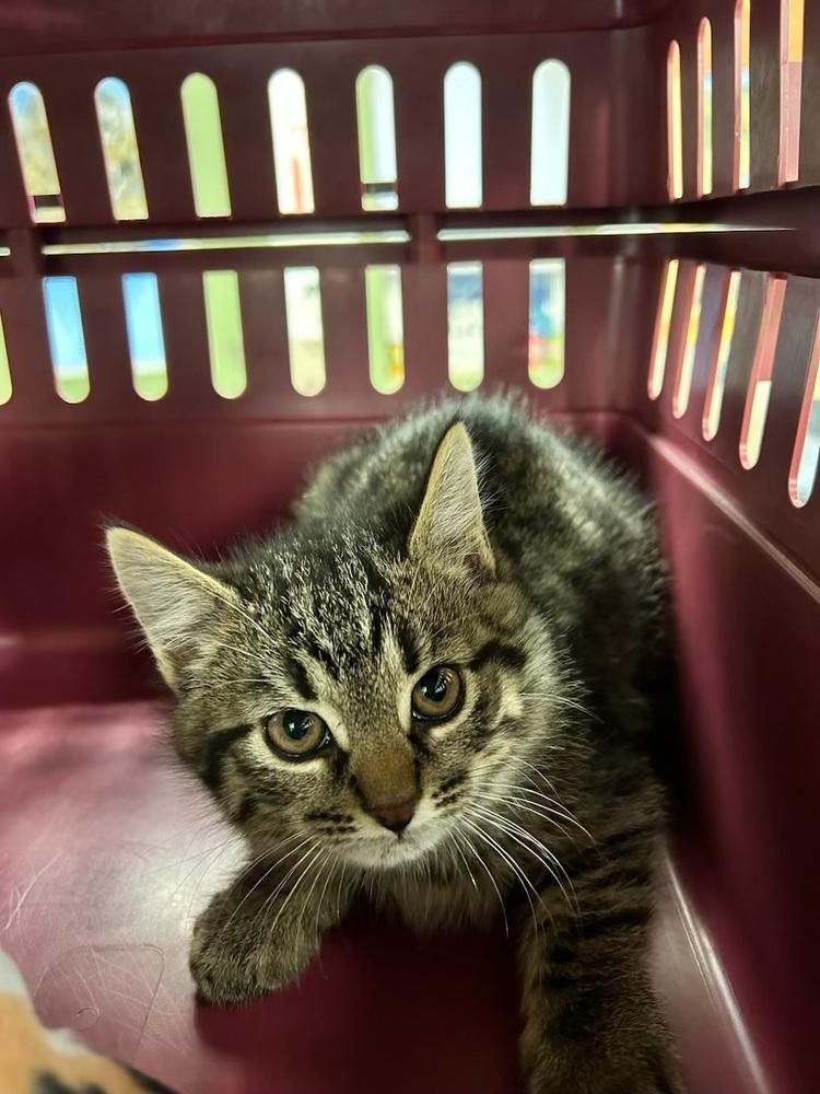 Enlarge Dipper, a Adoptable Domestic Short Hair in Greene, NY image 1/1