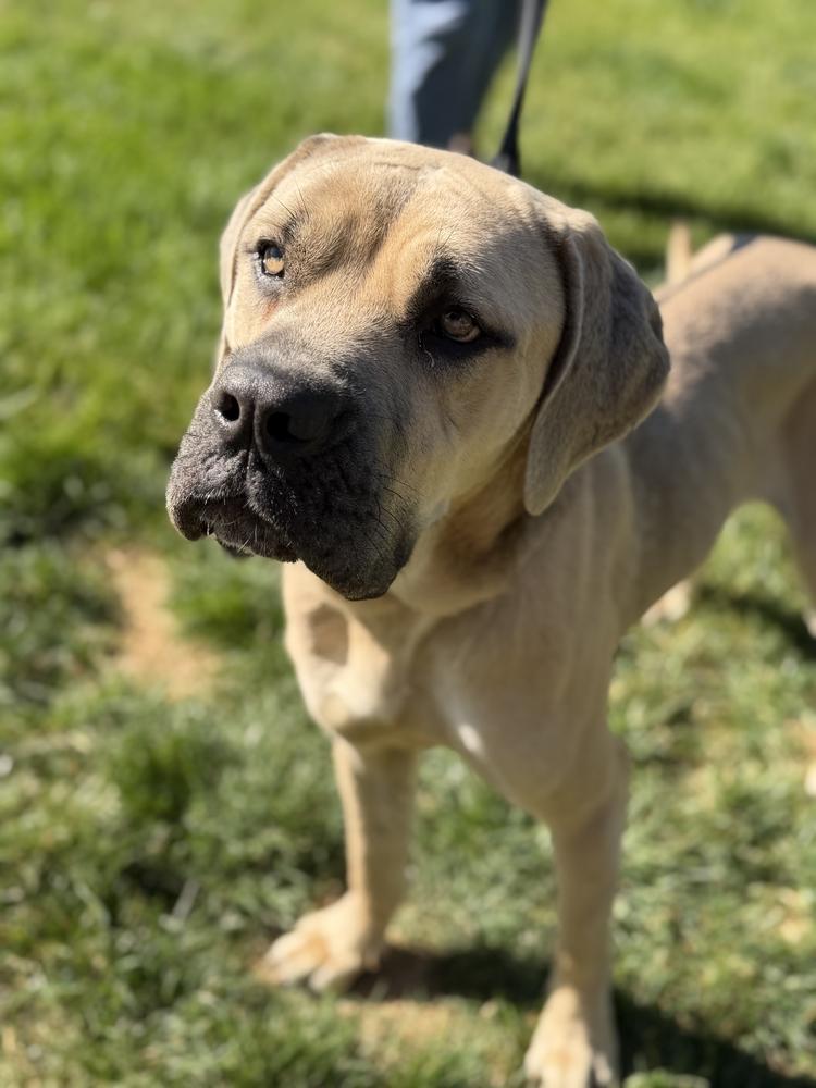 Trinity, a Adoptable mixed breed in Oswego, IL image 1/4