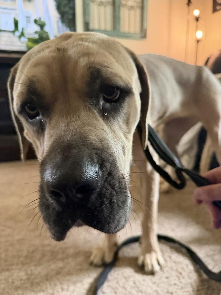 Trinity, a Adoptable mixed breed in Oswego, IL image 2/4