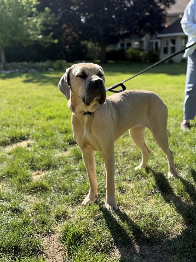 Trinity, a Adoptable mixed breed in Oswego, IL image 3/4