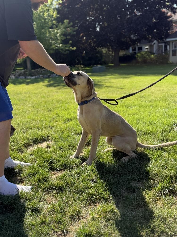 Trinity, a Adoptable mixed breed in Oswego, IL image 4/4