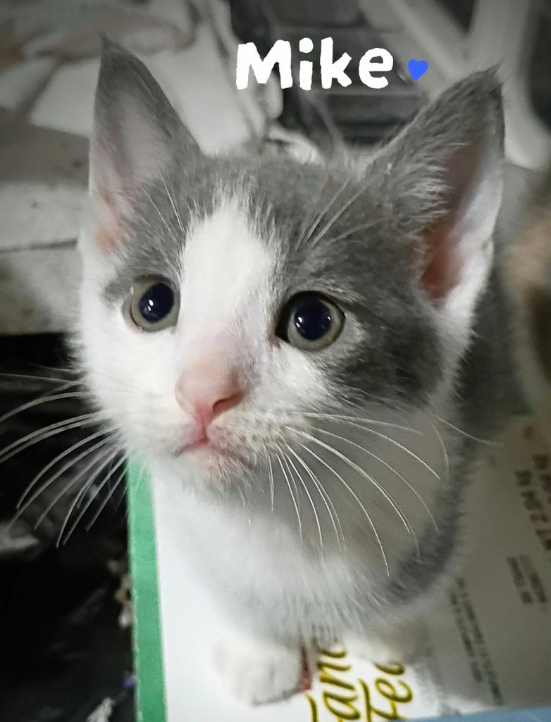 Enlarge Mike Candy, a Adoptable mixed breed in Parkville, MD image 1/1