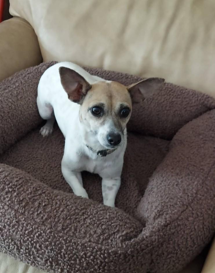 Dedee, a ADOPTABLE mixed breed in Oakland, CA image 3/4