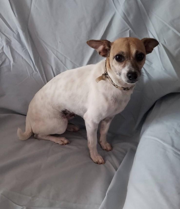 Dedee, a ADOPTABLE mixed breed in Oakland, CA image 4/4