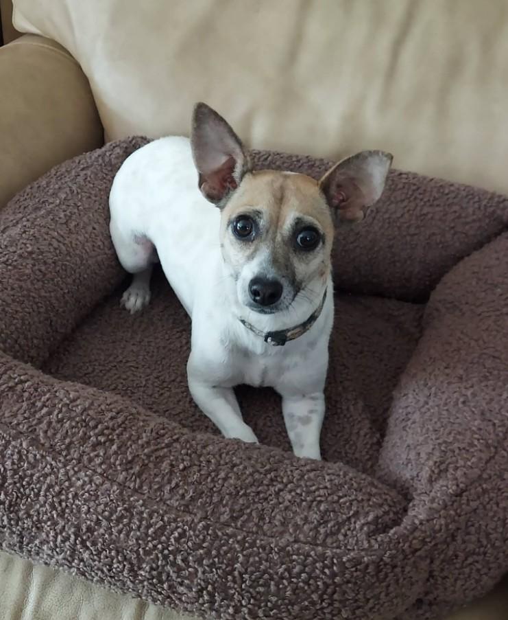 Dedee, ADOPTABLE, Adult Female Jack Russell Terrier & Chihuahua.