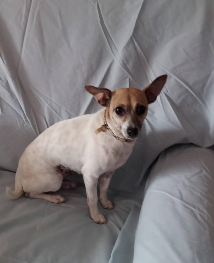 Dedee, a ADOPTABLE mixed breed in Oakland, CA image 2/4