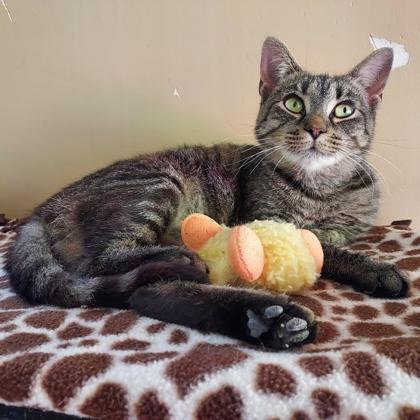 Mrs Puff, Adoptable, Young Female Domestic Short Hair & Domestic Short Hair.