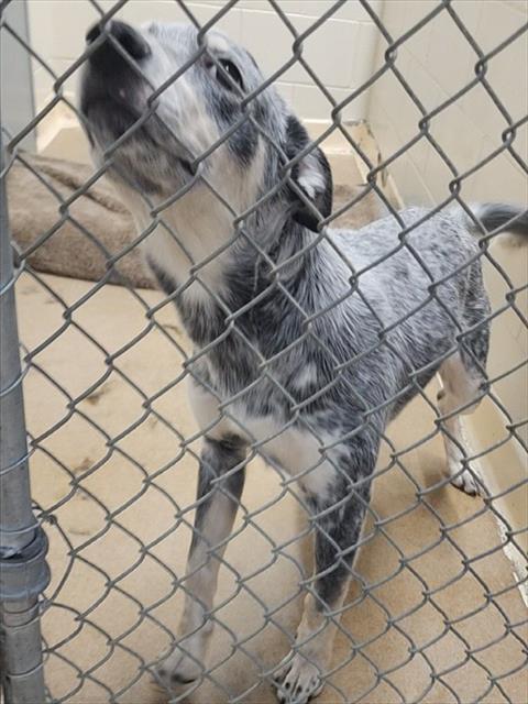 KODA, Adoptable, Adult Male Australian Cattle Dog / Blue Heeler & Mixed Breed.