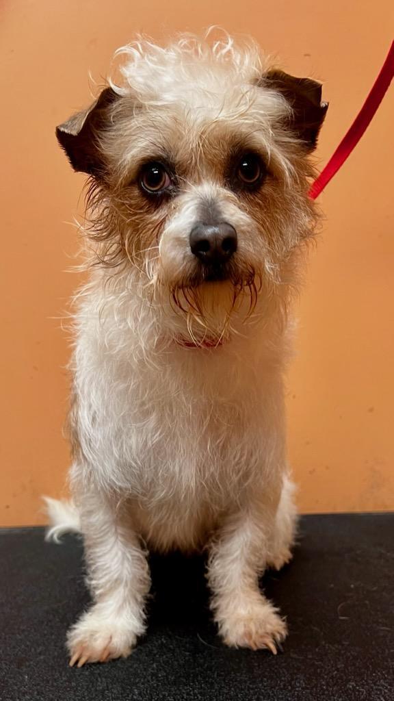 Enlarge Molly, an adopted mixed breed in Lawrenceville, GA image 1/1