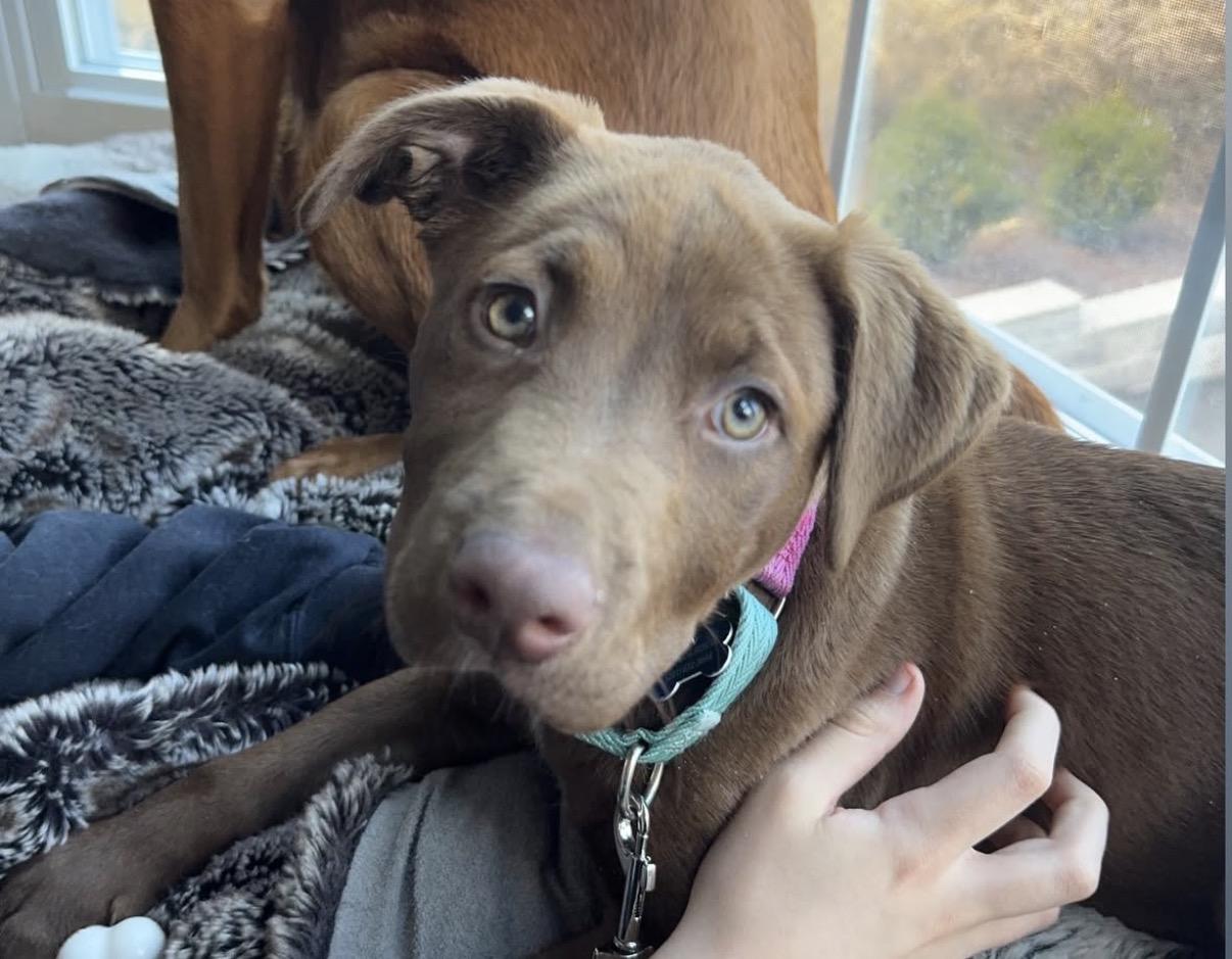 Enlarge Adessi, an adopted mixed breed in Mahwah, NJ image 2/6