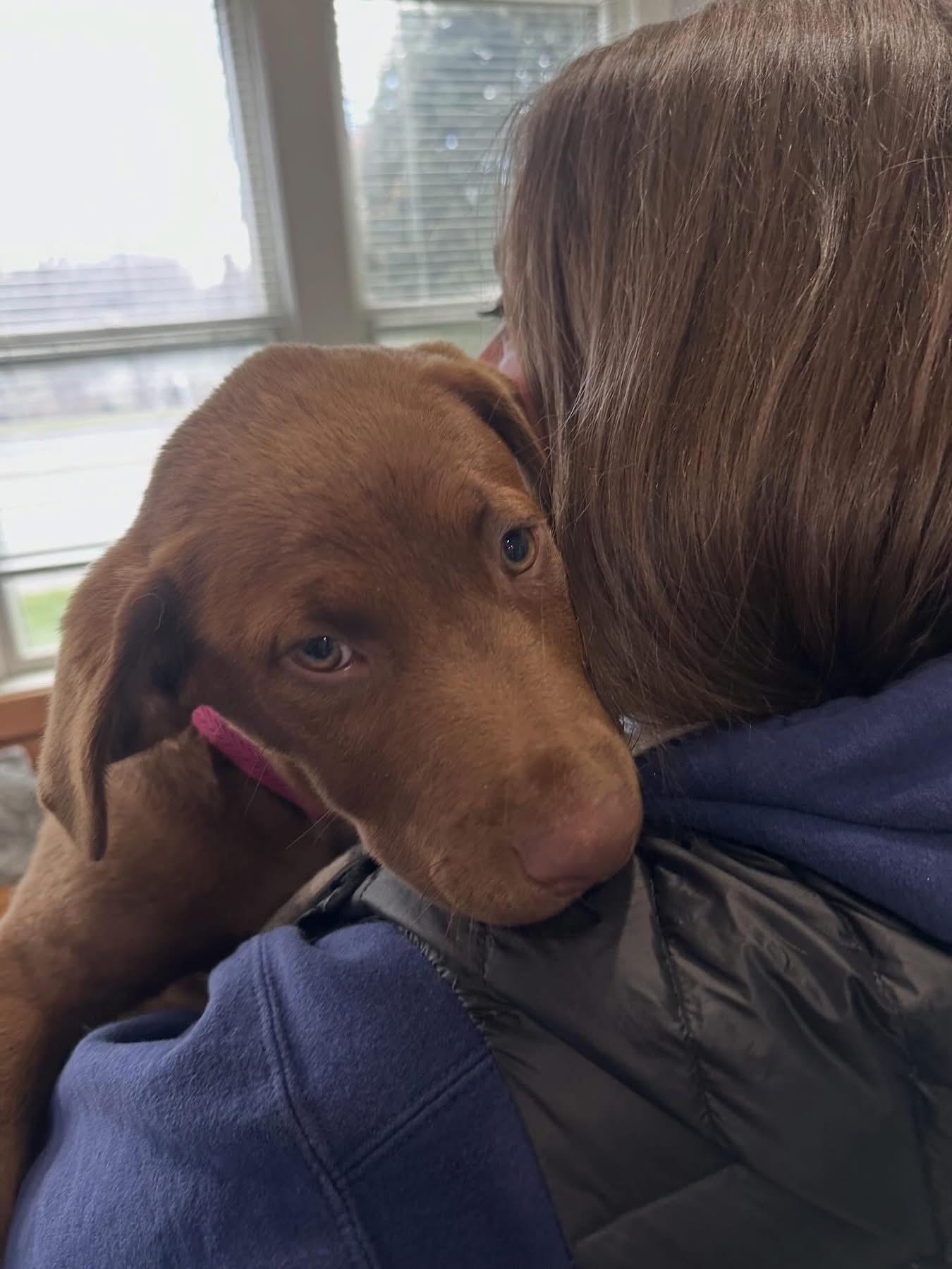 Enlarge Adessi, an adopted mixed breed in Mahwah, NJ image 5/6