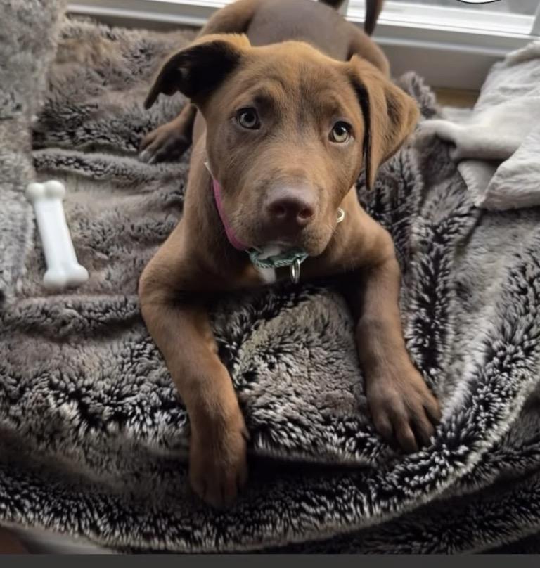 Enlarge Adessi, an adopted mixed breed in Mahwah, NJ image 4/6